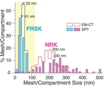 図 1 細胞膜の細胞質側表面に存在するアクチン膜骨格の構造を、3 次元再構成法によって、定量的に可視化し、膜の内側表面の膜骨格 の網目の大きさを求めた。網目の大きさの分布を、オープンバーで示す。赤が NRK 細胞、青が、FRSK 細胞。さらに、細胞膜中 のリン脂質の拡散運動から求めたコンパートメントの大きさの分布を、クローズドバーで示す。両者は、各々の細胞でよく一致す る。このように、網目やコンパートメントの大きさが大きく異なる 2 種の細胞で、それぞれ一致が見られたことは、膜骨格フェ ンスとそれに結合した