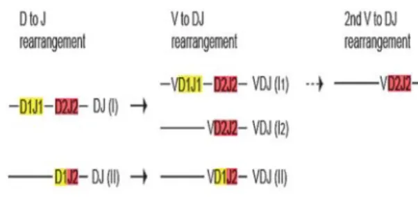 図 TCRβ locus の DJ allele と VDJ allele