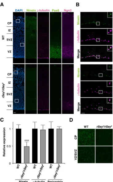 Fig. 1. Ninein localizes at the centrosome of apical progenitor cells and is downregulated in the Pax6 mutant rat