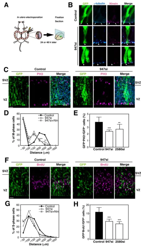 Fig. 2. The loss of ninein function randomizes the distribution of S- and M-phase cells