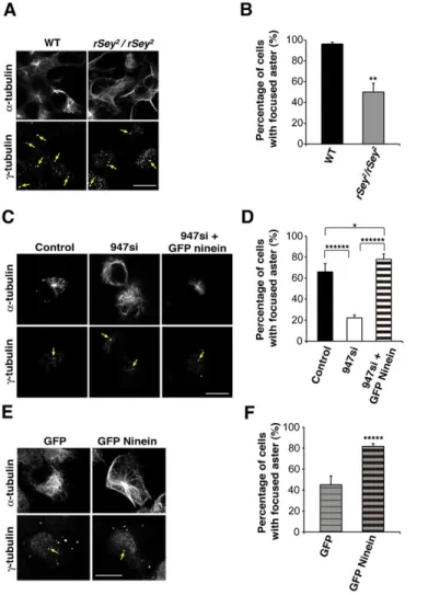 Fig. 4. Ninein is required for microtubules aster organization in Aps.