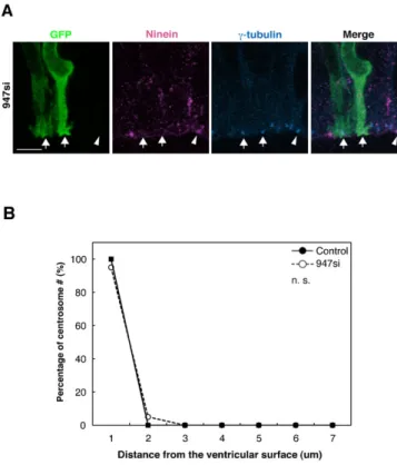 Fig. 7. The localization of centrosome does not change in response to knockdown of ninein