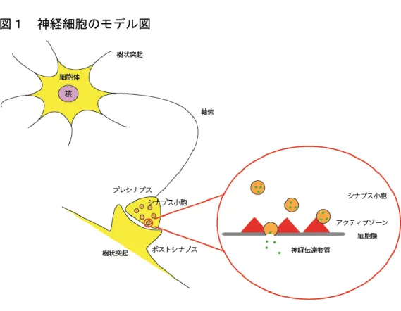 図 2  SAD-B による CAST リン酸化が引き起こすシナプス抑制のモデル図 