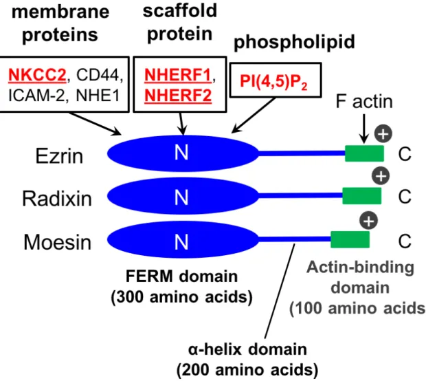 Fig. 1      Schematic Figure of ERM Proteins. 