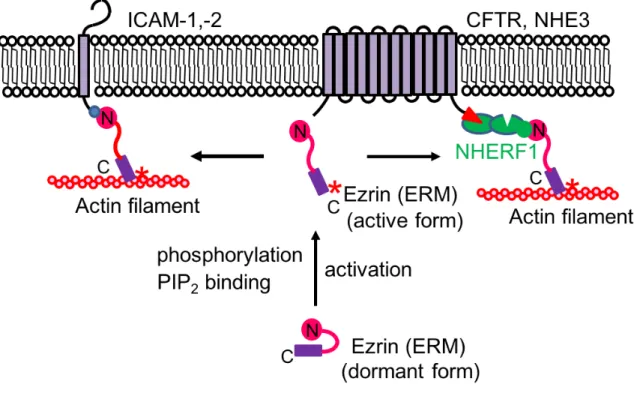 Fig. 2      ERM Proteins Function as Cross-Linkers between Membrane Proteins and  Actin Filaments Directly or Indirectly via the Scaffold Proteins