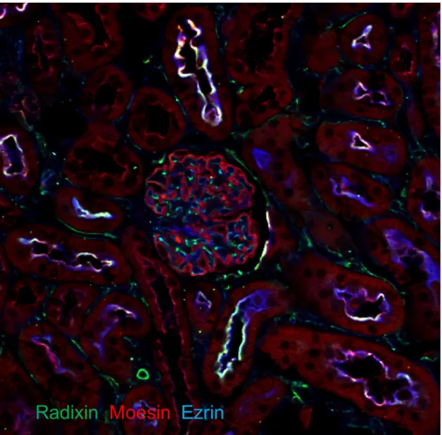 Fig. 4      Distributions of ERM Proteins in Mouse Kidney. 