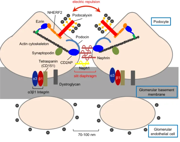 Fig. 6      Schematic Figure of Glomerular Structure and Podocyte Foot Process. 