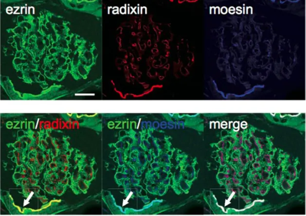 Fig. 7      Distributions of ERM Proteins in Mouse Glomeruli. 