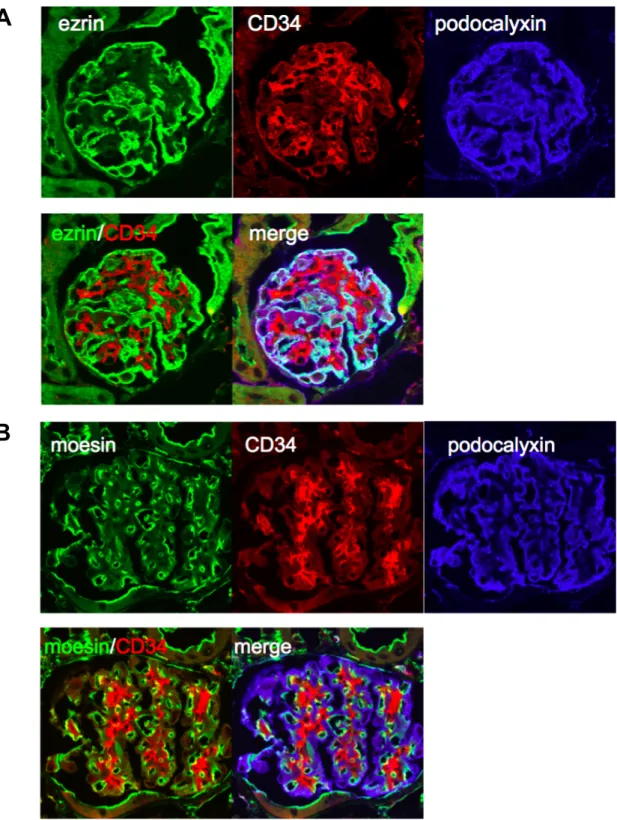 Fig. 8      Immunofluorescent Analysis for Ezrin and Moesin in Glomeruli. 