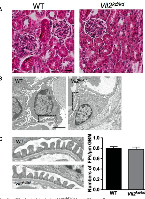 Fig. 9      Histological Analysis of Vil2 kd/kd  Mouse Glomeruli. 