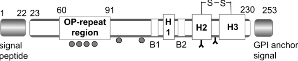 Fig. 1  Domain structure of the hPrP. 