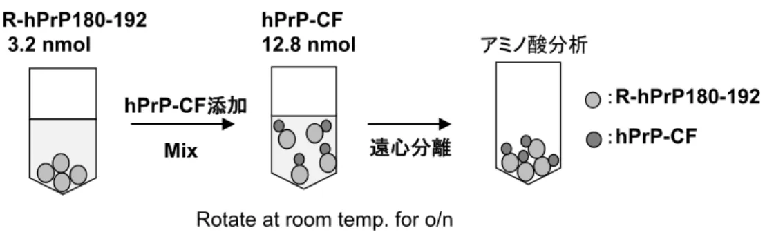 Fig. 5  Method of pull down assay using R-hPrP180-192.