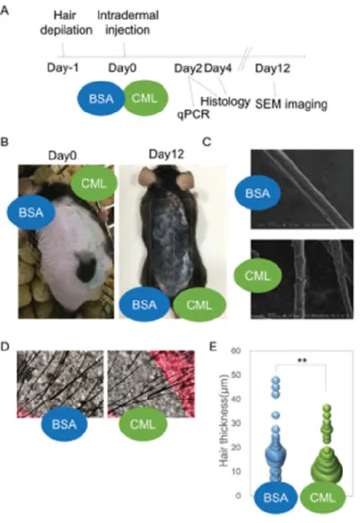 Fig 3-2. Hair thinning effect of Nε-(carboxymethyl)lysine (CML) in vivo 