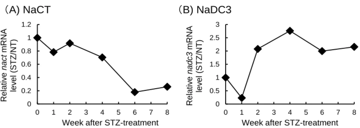 Figure 3 Protein expression of NaCT in liver of type 1 diabetic model mice. Protein was isolated  from liver of NT mice and STZ-treated mice at 0, 1, 2, 4, 6, and 8 weeks after STZ treatment