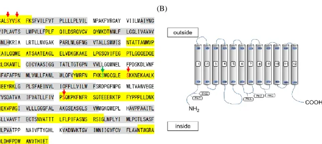 Figure  6  (A)  Deduced  amino  acid  sequence  of  NaCT.  Gray  shadows  represent  hypothetical  membrane-spanning  regions