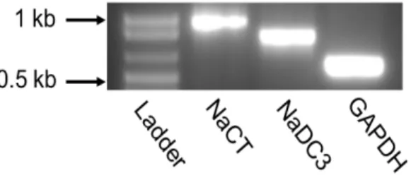 Figure 7 mRNA expression of NaCT and NaDC3 in  HepG2 cells. Total RNA isolated from HepG2 cells  was subjected to RT-PCR using specific primers for  NaCT, NaDC3, and GAPDH