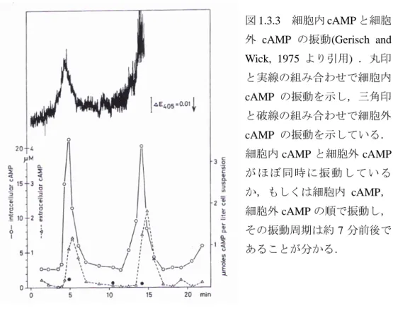 図 1.3.3 細胞内 cAMP と細胞