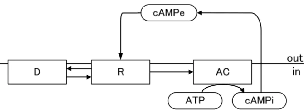 図 1.3.4 Martiel and Goldbeter の cAMP 受容体の感作 ・ 脱感作に基づくモデル (Martiel and  Goldbeter, 1987)  ． 細胞内で活性化された AC によって ATP  から cAMP が合成され， 細