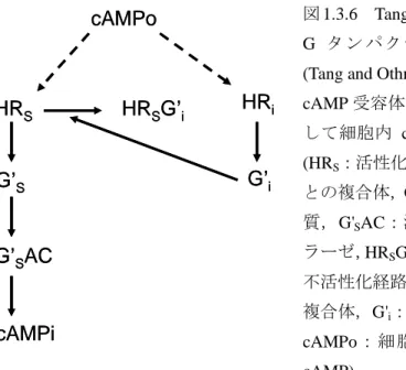 図 1.3.6 Tang and Othmer の cAMP 受容体へ G タ ン パ ク 質 の 効 果 を 導 入 し た モ デ ル (Tang and Othmer, 1995)  ． 細胞外 cAMP が cAMP 受容体へ結合して G タンパク質を介 し て 細 胞内 cAMP が 合成 さ れ るモ デル ． (HR S ：活性化経路における cAMP と受容体 との複合体， G' S ：活性化刺激性 G タンパク 質， G' S AC ：活性 化状態のアデ ニル酸シ ク ラーゼ， HR S 