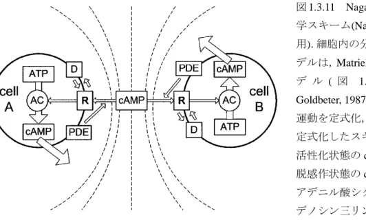 図 1.3.11 Nagano による細胞動力 学スキーム (Nagano,  1998 より引 用 ) ． 細胞内の分子ネットワークモ デルは， Matriel and Goldbeter のモ デ ル ( 図 1.3.4)  (Martiel  and  Goldbeter, 1987)  を用いて， 走化性 運動を定式化， 細胞間相互作用を 定式化したスキーム． ここで， R ： 活性化状態の cAMP 受容体， D ： 脱感作状態の cAMP 受容体， AC ： アデニル酸シクラーゼ， ATP ：ア