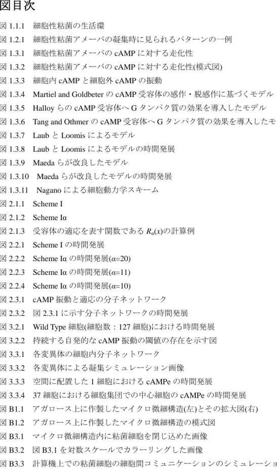 図 1.3.4 Martiel and Goldbeter の cAMP 受容体の感作・脱感作に基づくモデル