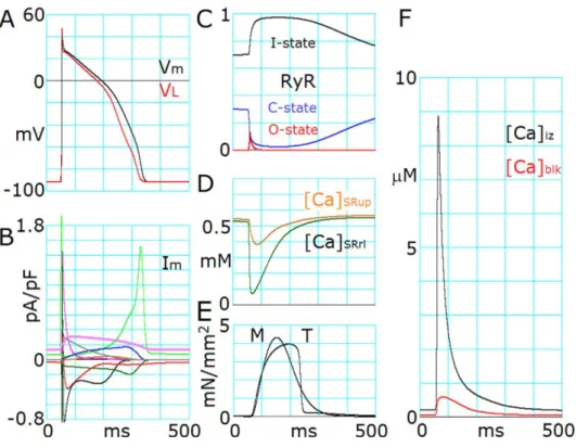 図 4 パネル A より、 V m は常に V L を追従している。静止電位は-91 mV で、 Peeters  ら(Peeters  et al., 1995)や  Pereon  ら(Peterson et al., 2000)が報告している値に極めて近い。活動電位の最 大立ち上がり速度は、 208 mV/s で、これは Pereon ら(Pereon et al., 2000)の報告と一致してい る。 90%再分極レベルでの活動電位持続時間は、 282 ms で Drouin  ら(Drouin e