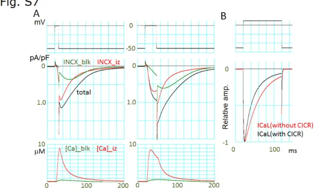 Fig. S7  Ca2+放出部位近傍の Ca2+蓄積による影響の検証 