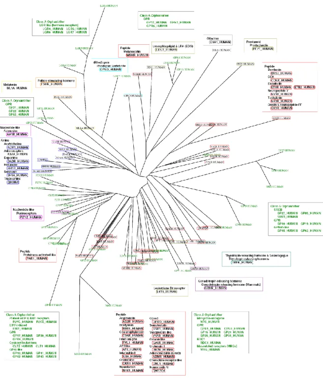 図 3.  アラインメントに基づき作製した GPCR の進化系統樹 