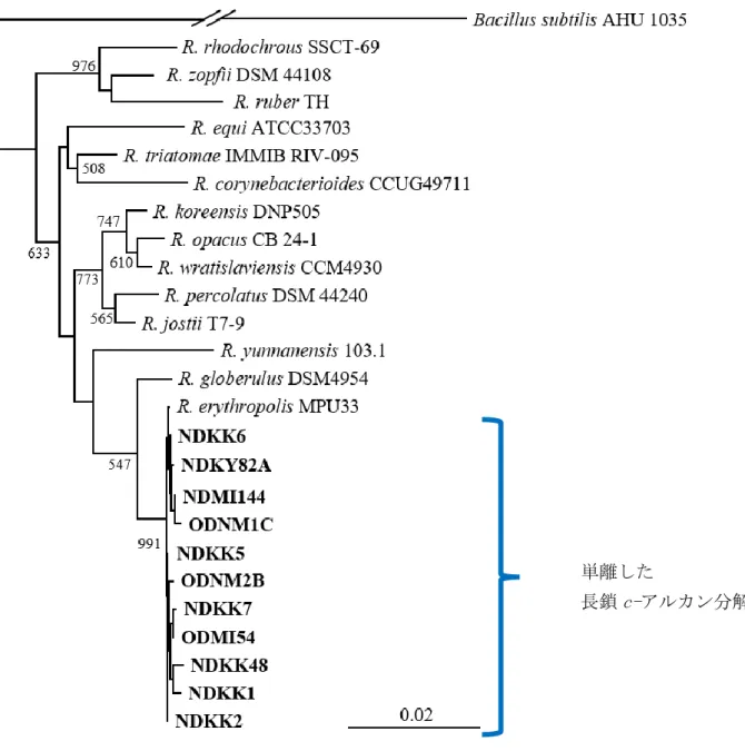 Figure 1-2  単離した長鎖 c-アルカン分解菌 11 株の 16S rRNA 遺伝子に基づいた系統樹 