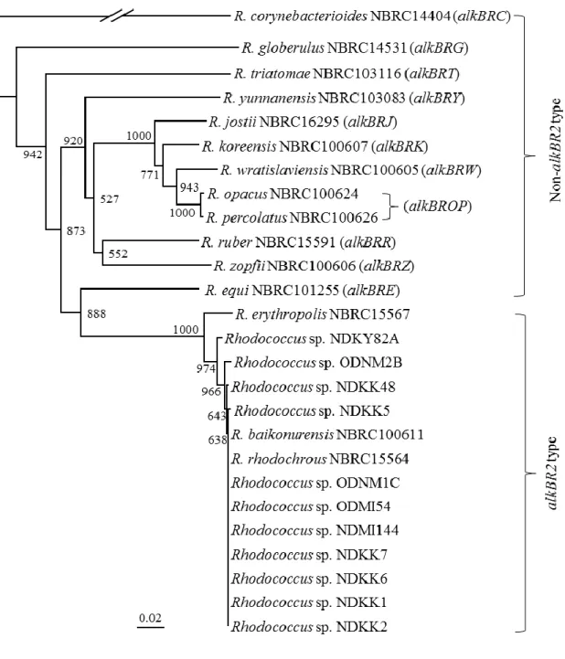 Figure 1-6    Rhodococcus 属細菌 24 菌株の alkB 遺伝子に基づいた系統樹 
