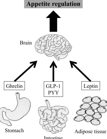 Figure 3.   A schematic representation of  appetite  regulation  via  circulating hormones