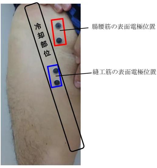 図 2.2  縫工筋の冷却位置 