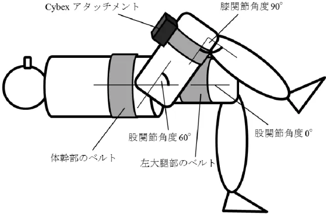 図 2.5  異なる股関節屈曲角度による股関節屈曲運動課題 