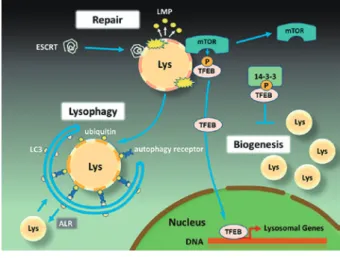 Fig. 2   リ ソ ソ ー ム ス ト レ ス 応 答（ELDR : endo - lysosomal 
