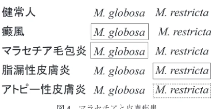 図 5 Basic ﬁbroblast growth factor（bFGF）皮膚潰瘍治療薬