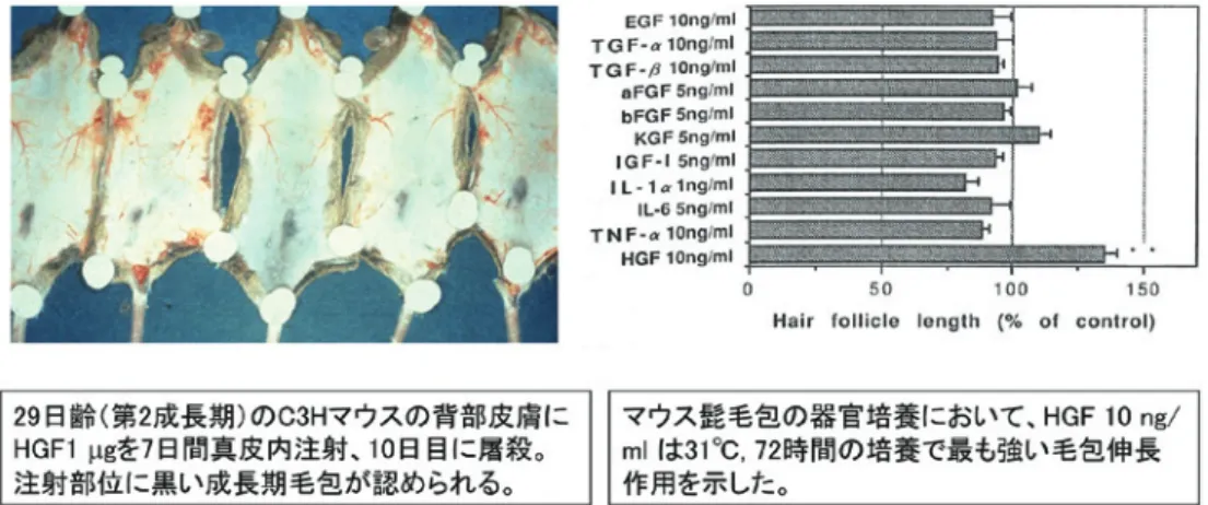 図 6 Hepatocyte growth factor（HGF）の発毛促進作用