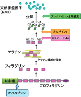 図 8 皮膚のバリア機能