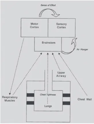 図 9  Pathways involved in pathophysiology of dyspnea. For  simplicity, receptors in lungs, chest wall, and upper airways  are shown schematically projecting directly to sensory  cor-tex, but pathways likely reach cortex via brainstem
