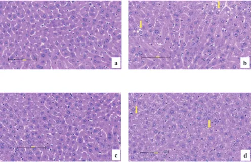 Fig. 6  Hepatic histology stained with H&amp;E.
