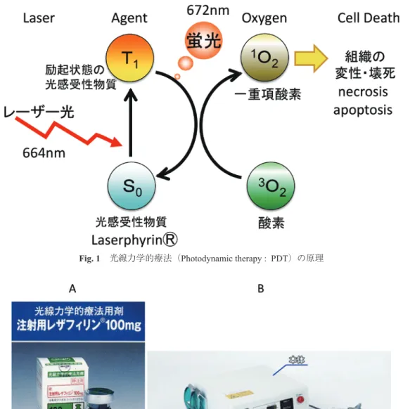 Fig. 1 光線力学的療法（Photodynamic therapy : PDT）の原理