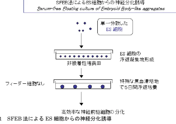 図 1  SFEB 法による ES 細胞からの神経分化誘導 