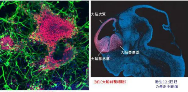 図 3  SFEB 法によって産生された大脳前駆細胞（左図）  （大脳前駆細胞は Bf1 マーカー陽性で図では赤色の細胞;右図はマウス胚の脳の傍正 中断面）  図 4  SFEB 法による大脳皮質の前駆細胞の試験管内産生（左図）  （大脳皮質の前駆細胞は Bf1, Pax6 マーカー両陽性で図の黄色の細胞;右図はマウス 胚の横断面） 