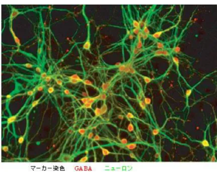 図 5  SFEB 法によって産生された大脳基底部（線条体）の GABA 産生ニューロン 
