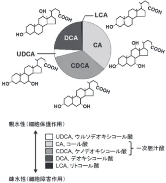 図 1 ヒト胆汁の胆汁酸組成と各胆汁酸の親水性比較