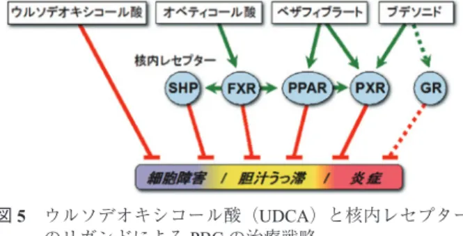 図 5 ウルソデオキシコール酸（UDCA）と核内レセプター