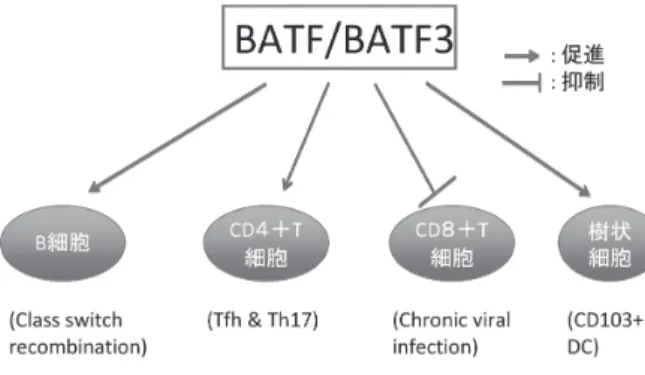 図 1 免疫細胞に対する BATF の影響