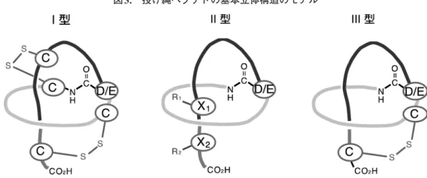 図 4. 投げ縄ペプチド生合成遺伝子クラス