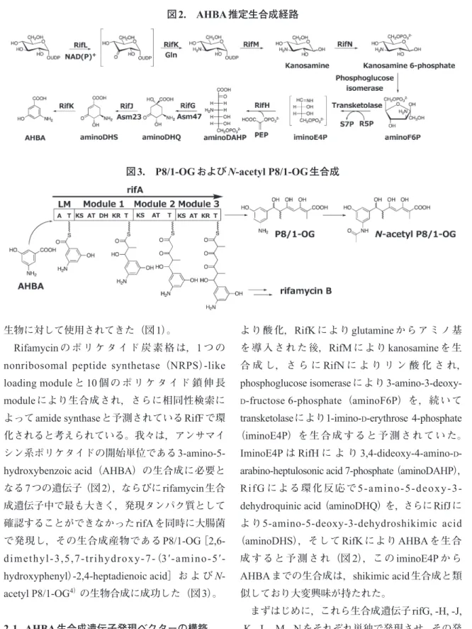 図 3. P8/1-OG およびN-acetyl P8/1-OG生合成