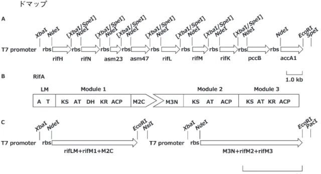 図 4. （A）AHBA 生合成遺伝子発現プラスミドマップ；（B）RifA の再構築；（C）発現プラスミ