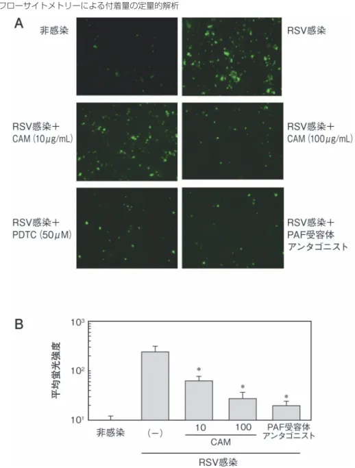 図 3. RS ウイルス感染によるヒト肺胞上皮細胞株 A549 への肺炎球菌の付着亢進のクラリスロマ イシン，NF-țB阻害剤 PDTCおよび PAF 受容体アンタゴニストによる抑制効果 薬剤投与1 時間後に RSウイルスを感染させ，感染24 時間後に蛍光（FITC）標識した肺炎球菌 R6 株を添加して， 細胞表層への菌の付着を観察した。 （A）蛍光顕微鏡による観察 （B）フローサイトメトリーによる付着量の定量的解析 * p ＜ 0.01 ： RS ウイルス感染，薬剤非投与に対する有意差。 CAM ：クラリ